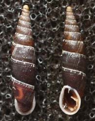 Tabella della Famiglia Clausilidae
